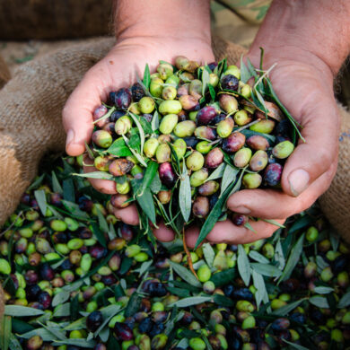 olio extravergine di oliva