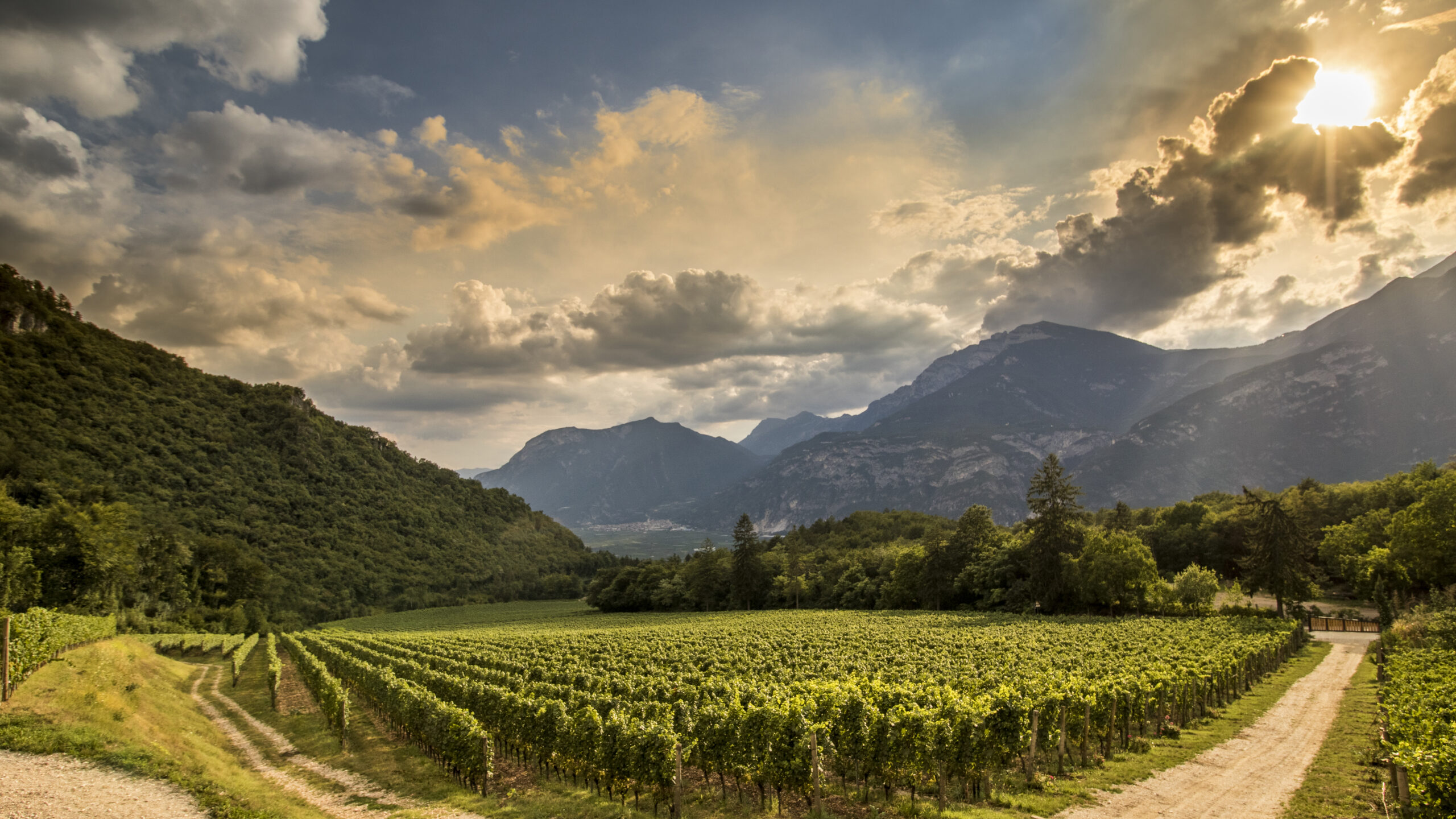 La storia delle Cantine Ferrari: passione, territorio ed innovazione